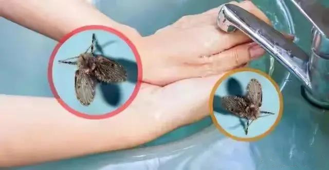 衛(wèi)生間為什么會有小蟲子？怎么消滅？
